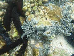 Macrophiothrix