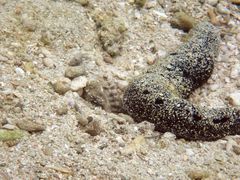 Cryptocentrus leptocephalus