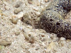 Cryptocentrus leptocephalus