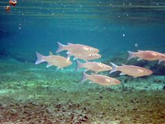 Crenimugil crenilabis