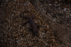 Phyllodactylus nocticolus