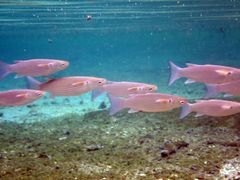 Crenimugil crenilabis