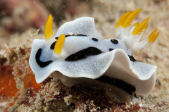 Chromodoris alcalai