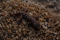 Phyllodactylus nocticolus