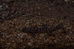 Phyllodactylus nocticolus