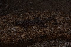 Phyllodactylus nocticolus