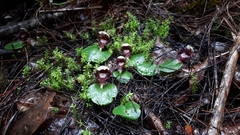 Corybas pruinosus