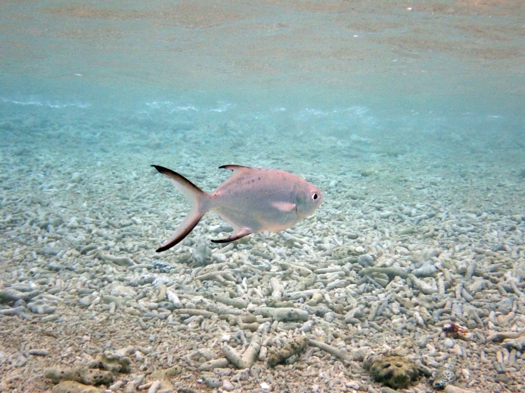 Small Spotted Dart