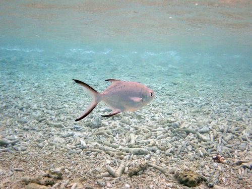 Small Spotted Dart