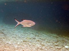 Trachinotus baillonii