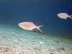 Trachinotus baillonii