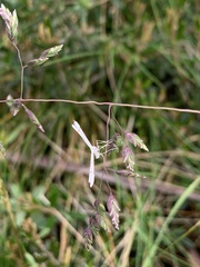 Stenoptilia phaeonephes