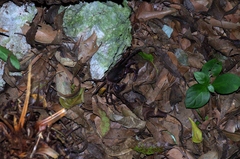 Geothelphusa tenuimanus