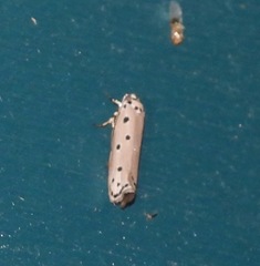 Ethmia heptasema