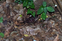 Geothelphusa tenuimanus