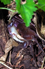 Geothelphusa tenuimanus
