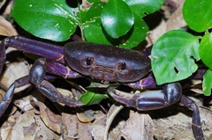 Geothelphusa tenuimanus