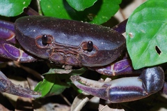 Geothelphusa tenuimanus