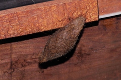 Calliteara lunulata