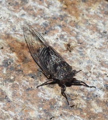 Atrapsalta corticina