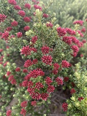 Ozothamnus alpinus