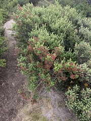 Ozothamnus alpinus