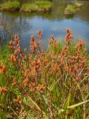 Myrica gale tomentosa