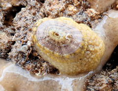 Amblychilepas nigrita