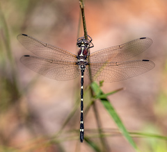 Eusynthemis tillyardi