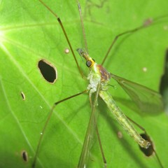 Leptotarsus viridis