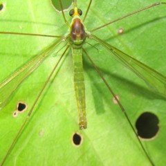 Leptotarsus viridis