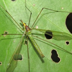 Leptotarsus viridis