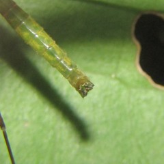 Leptotarsus viridis