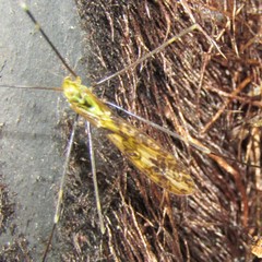 Discobola tessellata