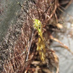 Discobola tessellata