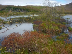 Myrica gale tomentosa