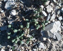 Grusonia