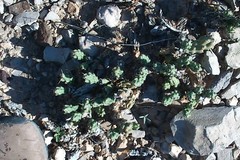 Grusonia