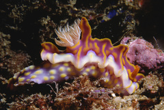 Miamira flavicostata