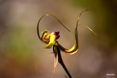 Caladenia lobata