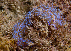 Pteraeolidia ianthina