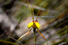 Caladenia lobata