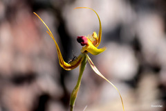 Caladenia lobata