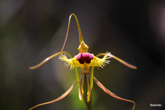 Caladenia lobata
