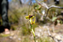 Caladenia lobata