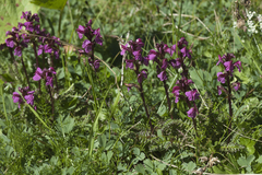 Pedicularis nordmanniana