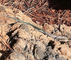 Podarcis hispanicus
