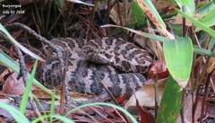 Gloydius intermedius