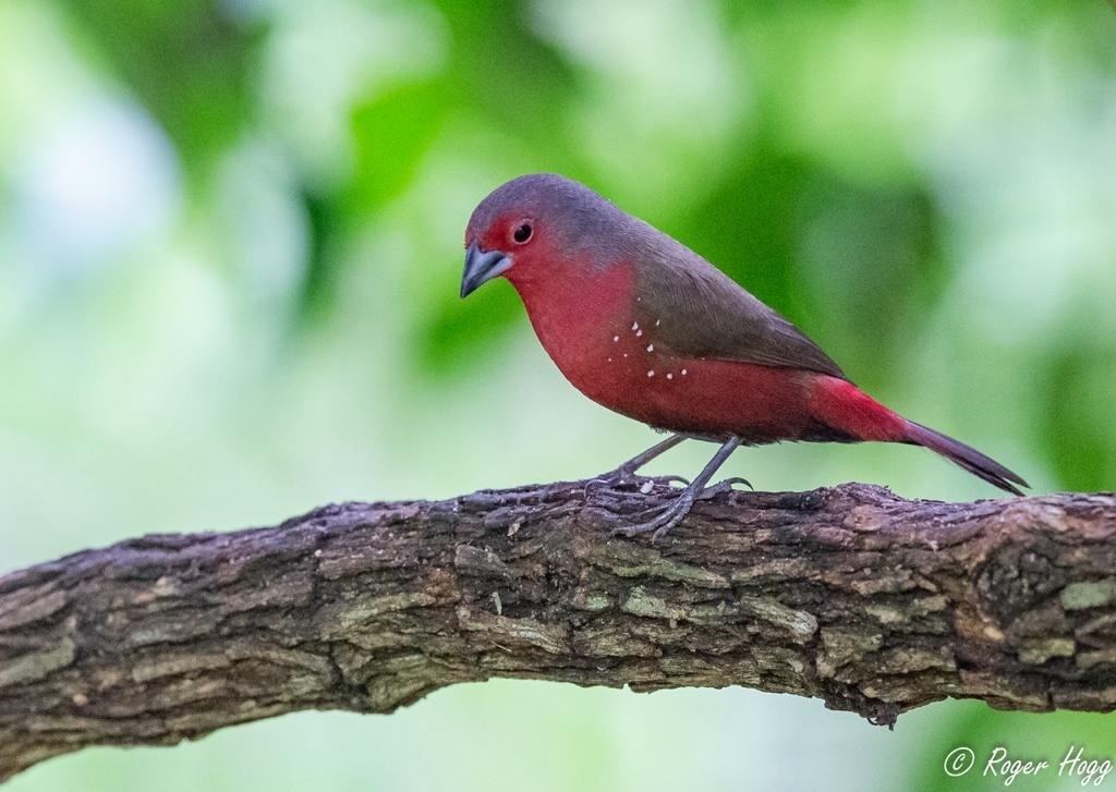 African Firefinch