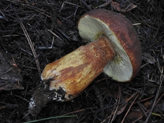 Boletus fibrillosus
